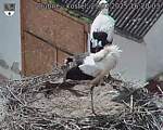 Capi_Dubne_20250729_162003.jpg