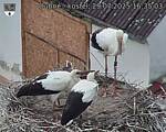 Capi_Dubne_20250729_163503.jpg
