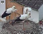 Capi_Dubne_20250729_164504.jpg