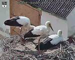 Capi_Dubne_20250729_165004.jpg