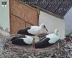 Capi_Dubne_20250729_165503.jpg