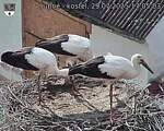 Capi_Dubne_20250729_170503.jpg