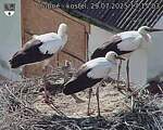 Capi_Dubne_20250729_171503.jpg
