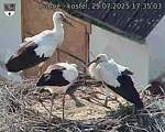 Capi_Dubne_20250729_173503.jpg