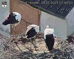 Capi_Dubne_20250729_174003.jpg