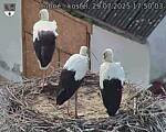 Capi_Dubne_20250729_175003.jpg