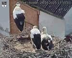 Capi_Dubne_20250729_175503.jpg