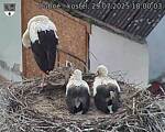 Capi_Dubne_20250729_180003.jpg