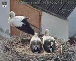 Capi_Dubne_20250729_180503.jpg