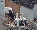 Capi_Dubne_20250729_181004.jpg