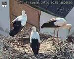 Capi_Dubne_20250729_182003.jpg