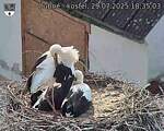 Capi_Dubne_20250729_183503.jpg