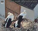 Capi_Dubne_20250729_184502.jpg