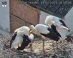 Capi_Dubne_20250729_185004.jpg