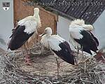 Capi_Dubne_20250729_185504.jpg