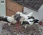 Capi_Dubne_20250729_190003.jpg