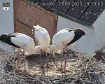 Capi_Dubne_20250729_191003.jpg