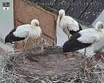 Capi_Dubne_20250729_194503.jpg