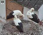 Capi_Dubne_20250729_201004.jpg