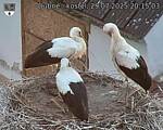 Capi_Dubne_20250729_201503.jpg