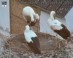 Capi_Dubne_20250729_202003.jpg