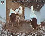 Capi_Dubne_20250729_202503.jpg