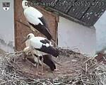 Capi_Dubne_20250729_204003.jpg