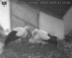 Capi_Dubne_20250729_211503.jpg