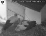 Capi_Dubne_20250729_212002.jpg