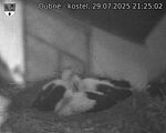 Capi_Dubne_20250729_212502.jpg