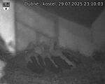 Capi_Dubne_20250729_231003.jpg