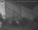 Capi_Dubne_20250729_234003.jpg