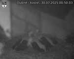 Capi_Dubne_20250730_005003.jpg