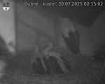 Capi_Dubne_20250730_021502.jpg