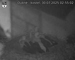 Capi_Dubne_20250730_025502.jpg