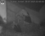 Capi_Dubne_20250730_030503.jpg