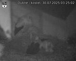 Capi_Dubne_20250730_032503.jpg