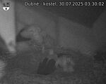 Capi_Dubne_20250730_033002.jpg