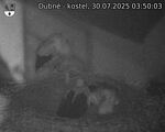 Capi_Dubne_20250730_035003.jpg