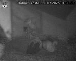 Capi_Dubne_20250730_040003.jpg