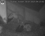 Capi_Dubne_20250730_041502.jpg