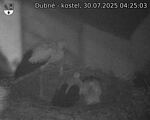 Capi_Dubne_20250730_042503.jpg
