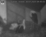 Capi_Dubne_20250730_044503.jpg