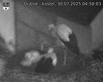 Capi_Dubne_20250730_045003.jpg