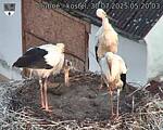 Capi_Dubne_20250730_052003.jpg
