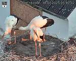 Capi_Dubne_20250730_054003.jpg