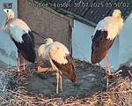 Capi_Dubne_20250730_055002.jpg