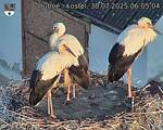 Capi_Dubne_20250730_060504.jpg