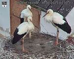 Capi_Dubne_20250730_070003.jpg