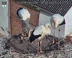 Capi_Dubne_20250730_070503.jpg